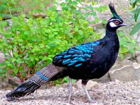 凤凰：传说中的鸟原型探秘（孔雀雉）