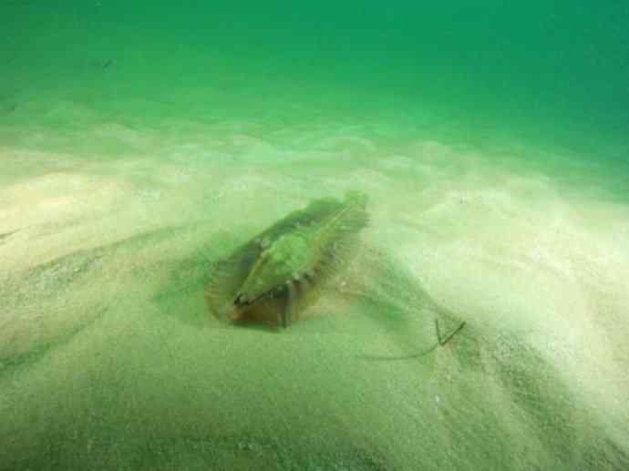 鱼类活化石：叶吻银鲛