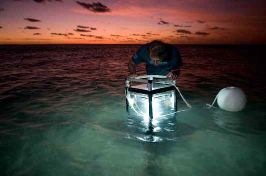 人类第一次完成海洋物种普查：23万种海洋生物