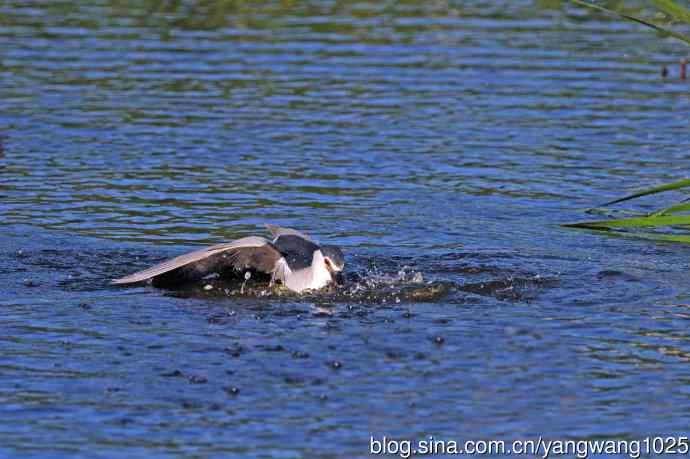寻鱼的夜鹭（3）