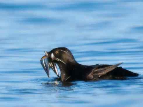 奇特的盔：角嘴海雀