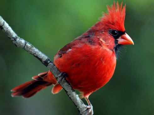 极品红色鸟类：红衣主教鸟
