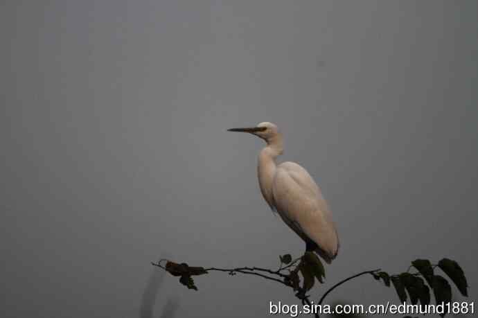 800mm的轻便大炮-望远镜摄影之习作
