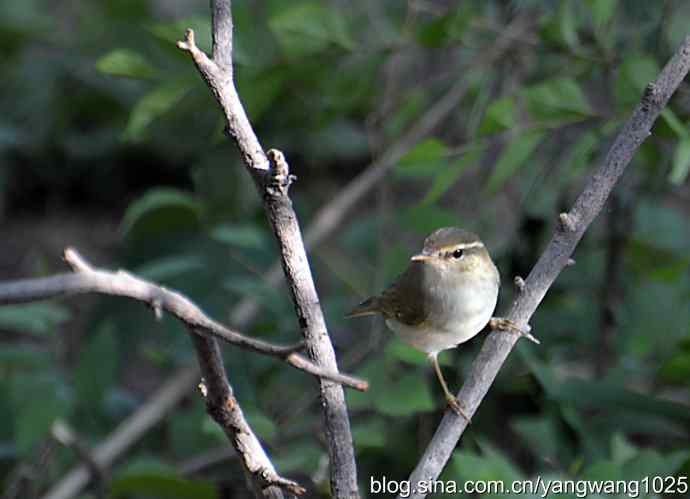 巨嘴柳莺（枝干篇）