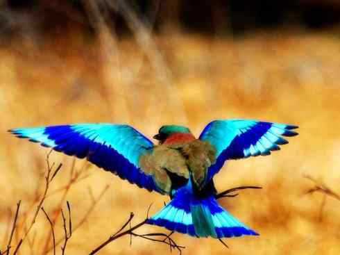 美丽无罪：雀鸟之欣赏