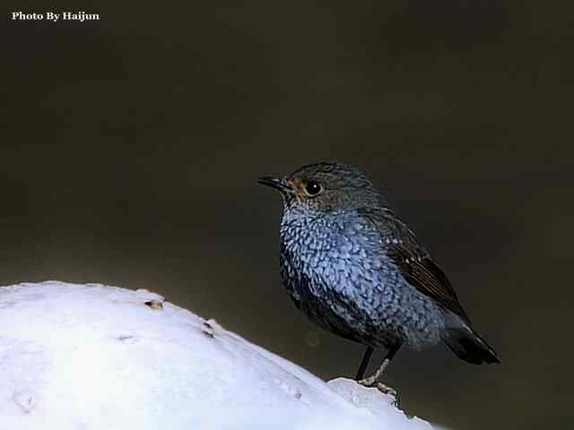猎艳(红尾水鸲与白顶溪鸲) 猎艳(红尾水鸲与白顶溪鸲)