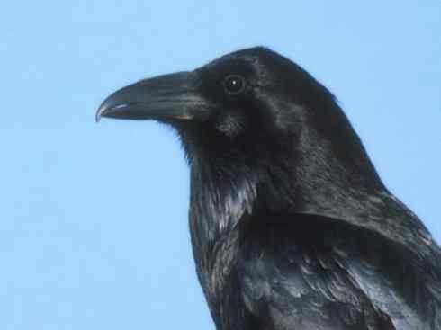 奇特的盔：厚嘴渡鸦