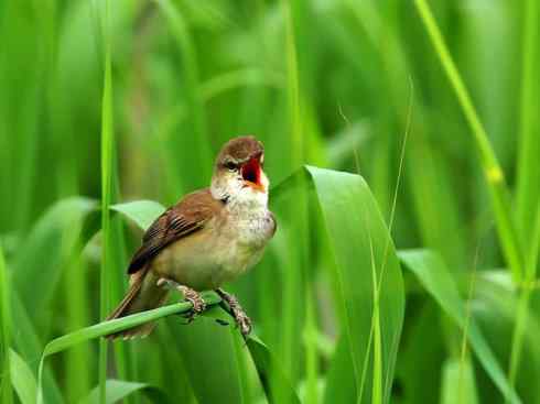 鸟类之最:湿地苇莺