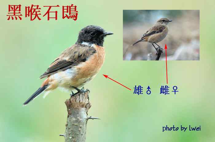 昆明常见鸟类图片