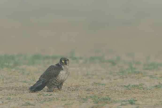 猎隼（SakerFalcon）