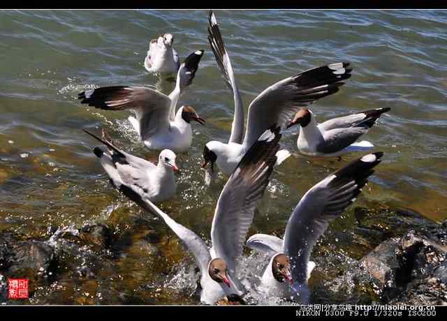 青海湖鸟岛上的棕头鸥（10p）