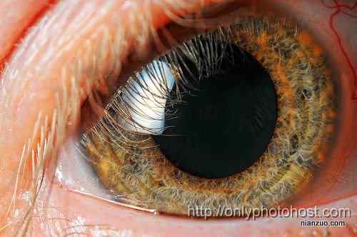 [组图]欣赏动物的眼睛