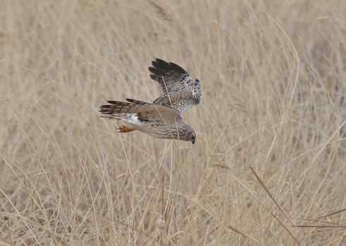 观赏猛鸮 红隼 白尾鹞