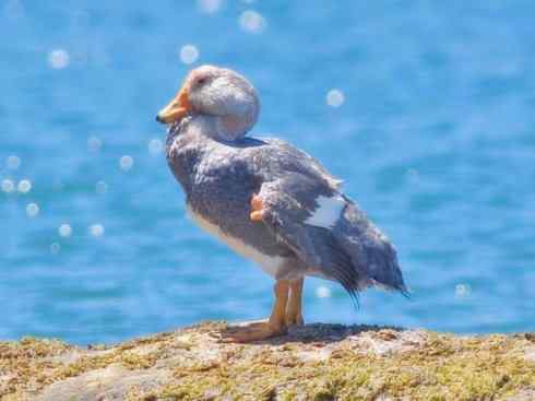 白头鸟系列:另类的美丽9 白头鸟系列:另类的美丽9