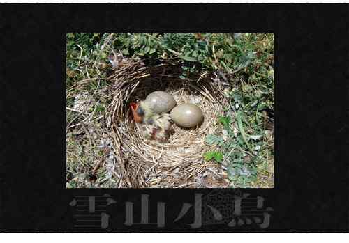 鸟巢幼鸟写真第4辑
