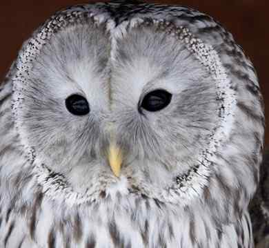 各种猫头鹰的面盘