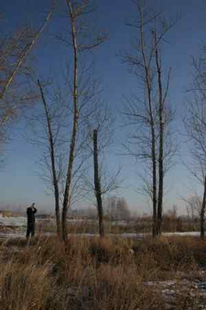 大炮对准大庆猛鸮