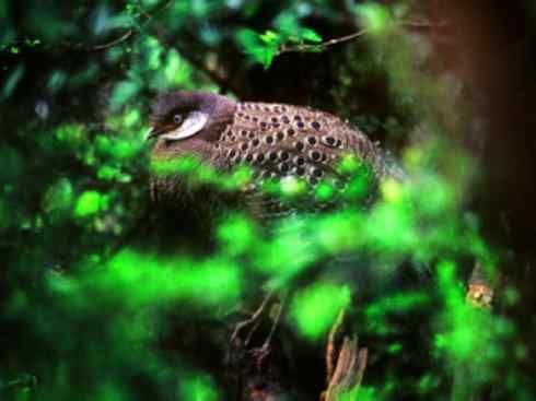 凤凰：传说中的鸟原型探秘（孔雀雉）