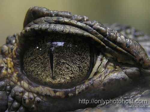 [组图]欣赏动物的眼睛