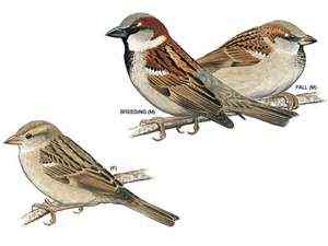 北美洲的外来物种——家麻雀 English Sparrow