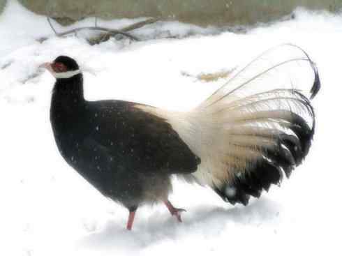 家禽驯化之源之五