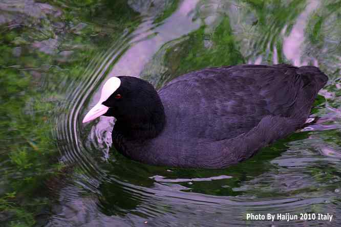 【亚平宁半岛之旅 wbr. wbr角逐白骨顶】