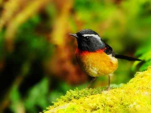 美丽无罪：雀鸟之林鸲