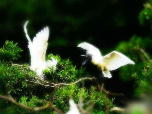 猎奇：奇特的鸟喙之八(重发之黑琵鹭)