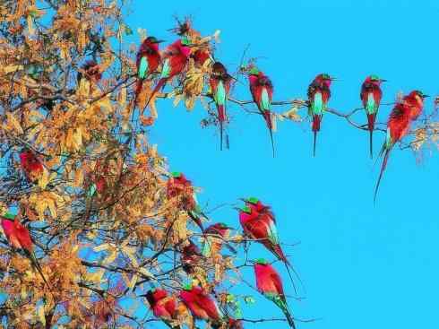 极品红色鸟类：红蜂虎