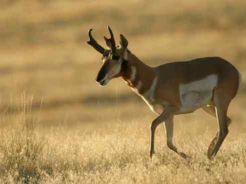 麒麟：传说的兽原型探秘（叉角羚）