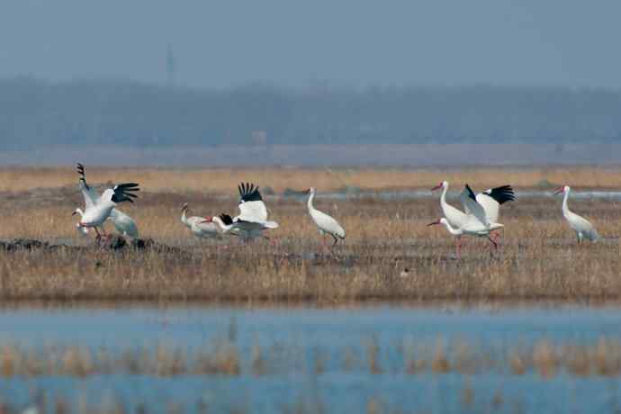 【新鸟】暮春观白鹤☆