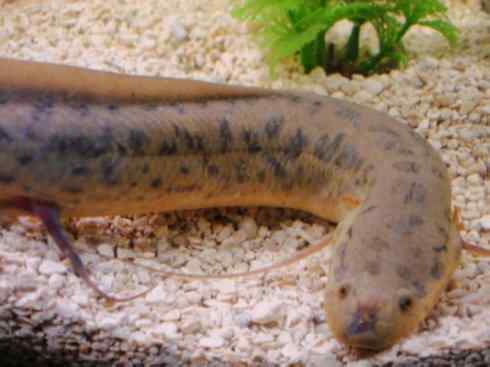 鱼类活化石：美洲肺鱼