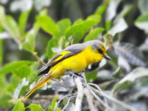 美丽无罪：雀鸟之山椒鸟