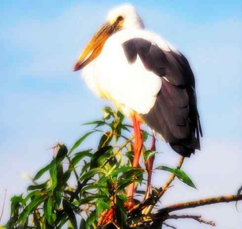 猎奇：奇特的鸟喙之六