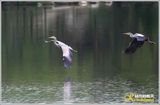 飞翔的鈥滒剽潯菊掌