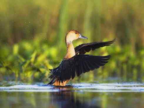 欣赏:美丽的树鸭 欣赏:美丽的树鸭