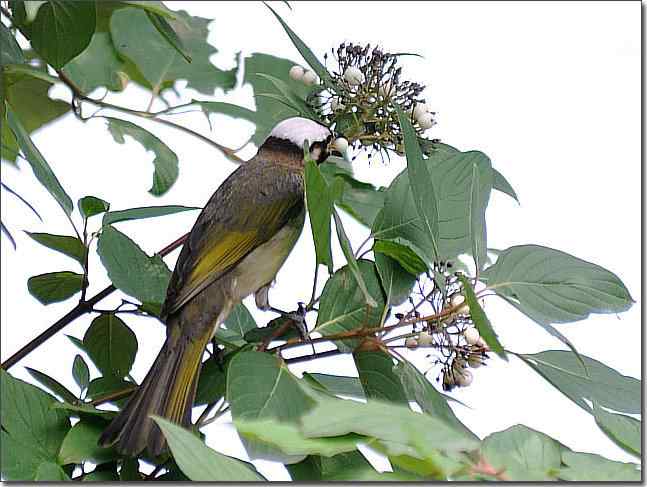 奥体公园观赏大苇莺