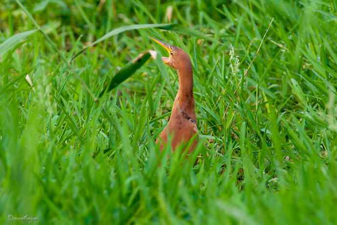 捉泥鳅的栗苇鳽