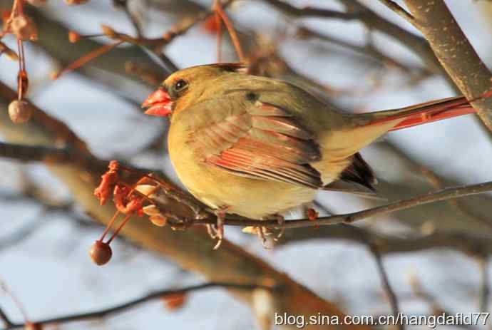 红衣主教夫人 红衣主教夫人