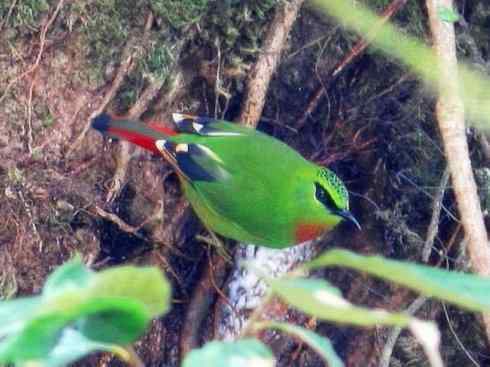 美丽无罪：雀鸟之绿鹛