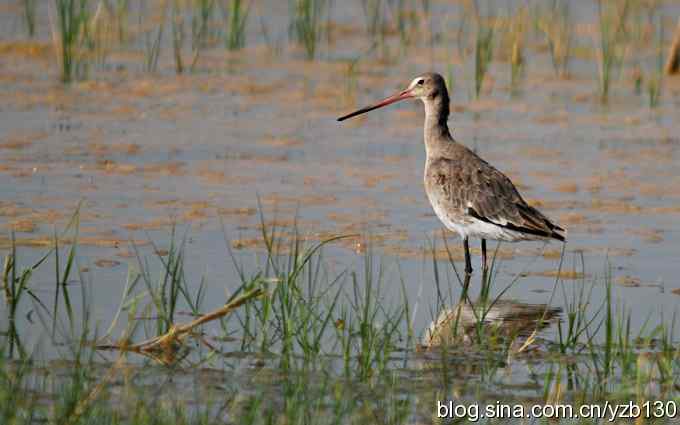 鸟的天堂10鈥斺斘诹核睾５呐浣牵汉旖硼郑浚ㄗ橥迹