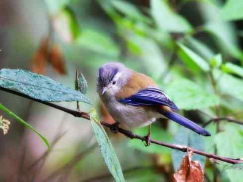 美丽无罪：雀鸟之绿鹛