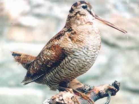 鸟类之最:小丘鹬 鸟类之最:小丘鹬