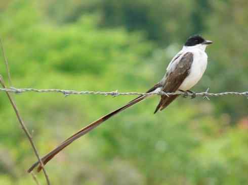 极品红色鸟类：朱红霸鶲