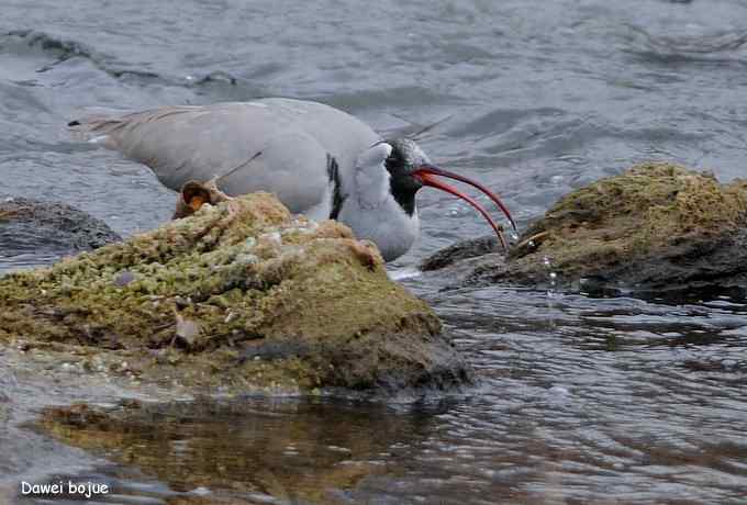 亚洲山地珍鸟：鹮嘴鹬