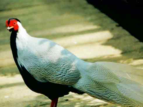 家禽驯化之源之八