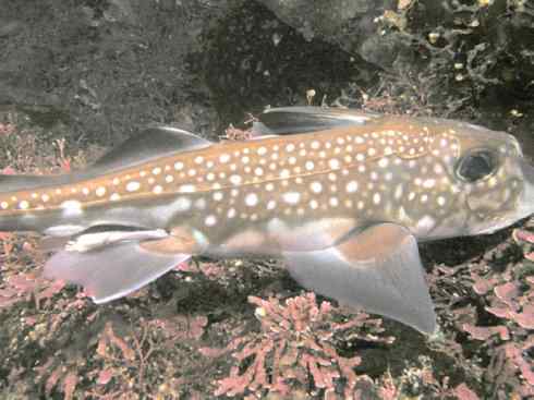 鱼类活化石：银鲛