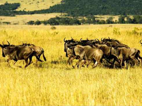 自然奇观：动物大迁徙(非洲大迁徙)