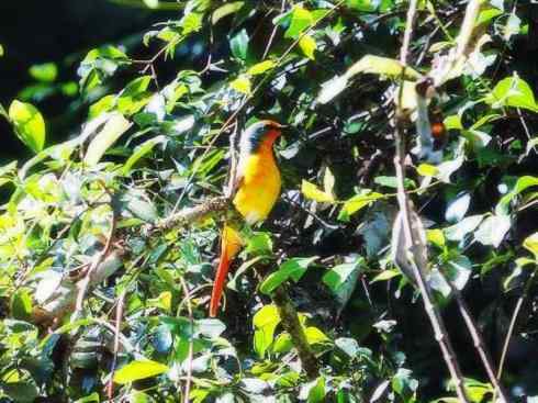 美丽无罪：雀鸟之山椒鸟