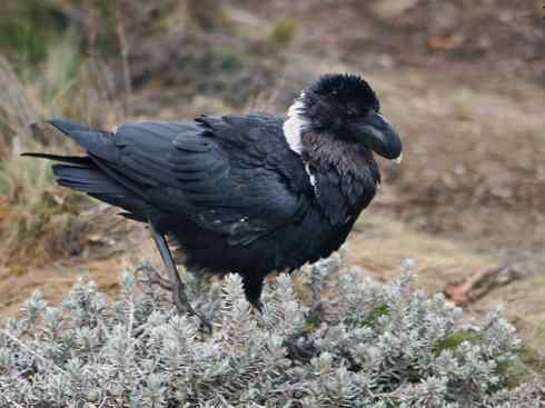 奇特的盔：厚嘴渡鸦